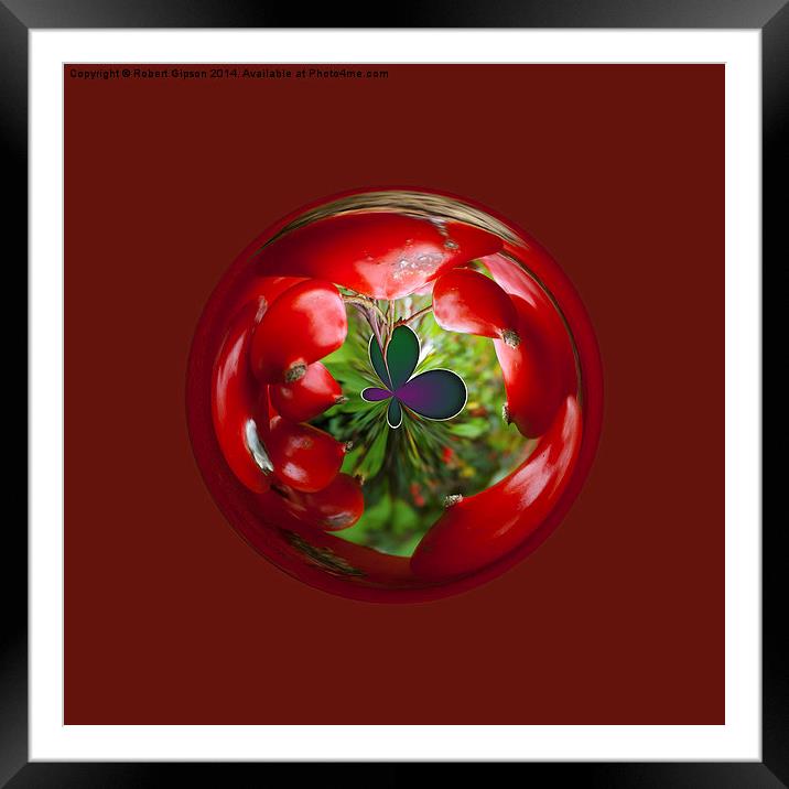  Butterfly Globe with red berries. Framed Mounted Print by Robert Gipson