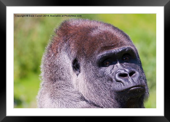 Male Lowland Gorilla Portrait Framed Mounted Print by Dave Carroll