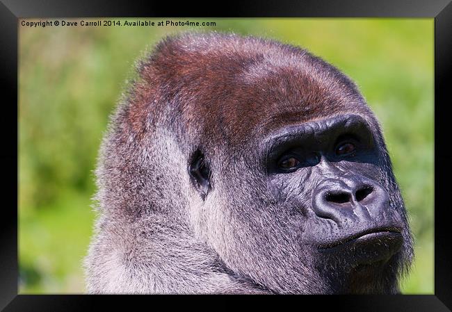 Male Lowland Gorilla Portrait Framed Print by Dave Carroll