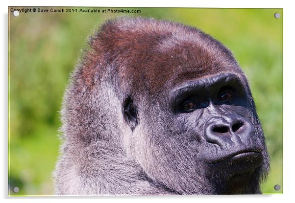 Male Lowland Gorilla Portrait Acrylic by Dave Carroll