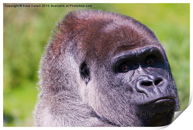 Male Lowland Gorilla Portrait Print by Dave Carroll