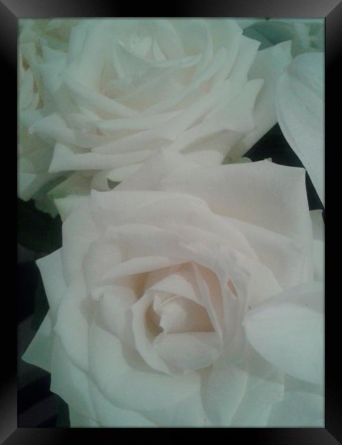  White Roses Framed Print by Yasmin Jeevanjee