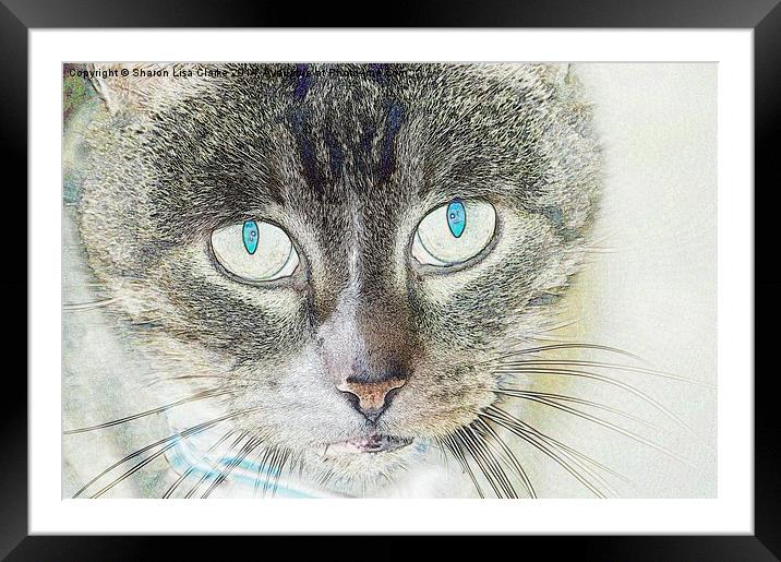  Pencil Puss Framed Mounted Print by Sharon Lisa Clarke