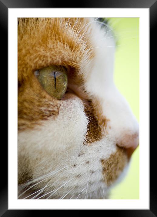Cats eye Framed Mounted Print by Alan Pickersgill