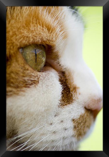 Cats eye Framed Print by Alan Pickersgill
