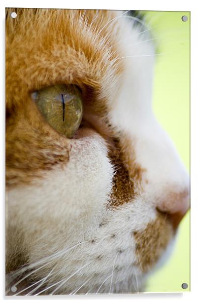 Cats eye Acrylic by Alan Pickersgill