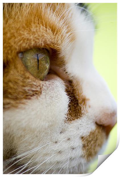 Cats eye Print by Alan Pickersgill