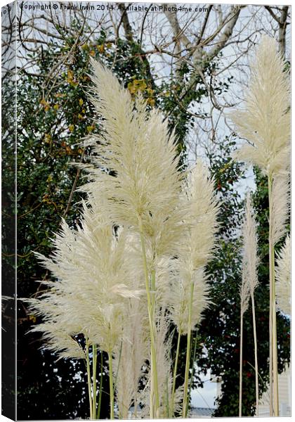 Beautiful, tall, willowy Pampas Grass Canvas Print by Frank Irwin