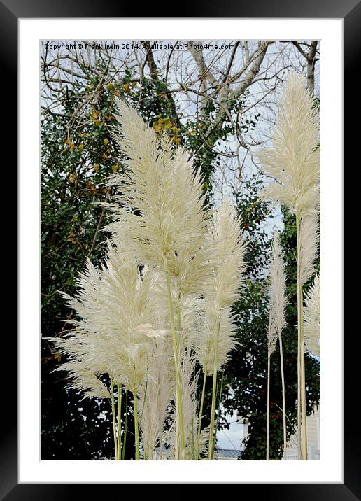 Beautiful, tall, willowy Pampas Grass Framed Mounted Print by Frank Irwin