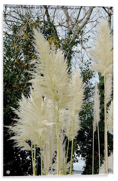 Beautiful, tall, willowy Pampas Grass Acrylic by Frank Irwin