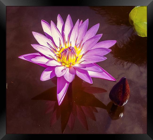  Stunning Water Lily Framed Print by scott innes