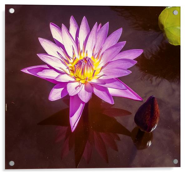  Stunning Water Lily Acrylic by scott innes