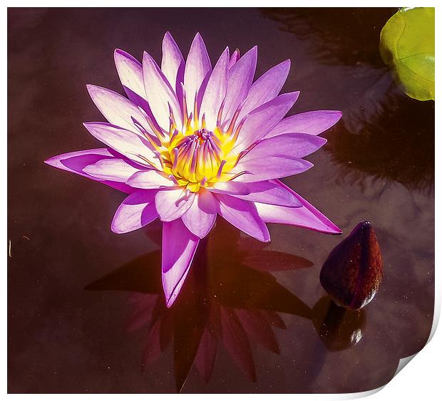  Stunning Water Lily Print by scott innes