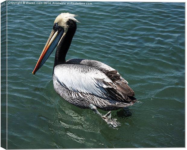 Pelican Crossing Canvas Print by Sharon Cain