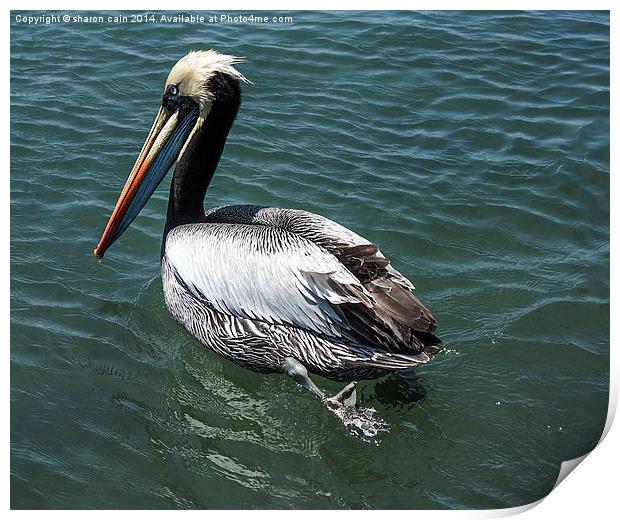 Pelican Crossing Print by Sharon Cain
