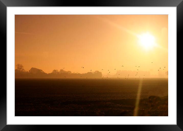  misty morning rays Framed Mounted Print by carin severn