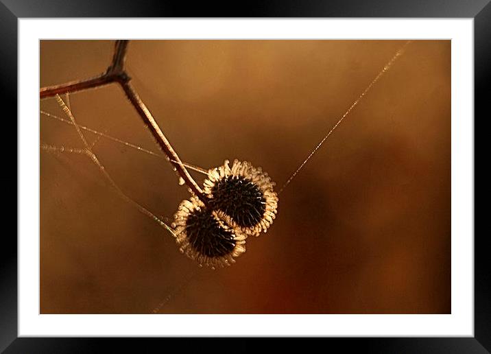  caught in a web Framed Mounted Print by carin severn