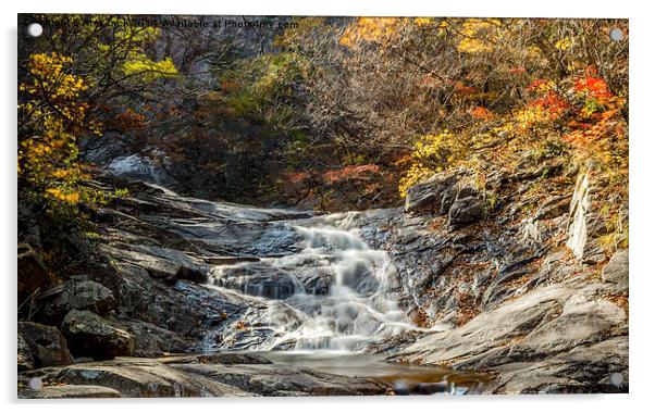 Stream of Fall Foliage  Acrylic by Alex Inch