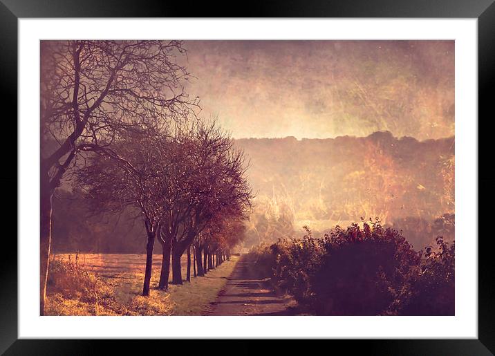  Autumn Trees Framed Mounted Print by Dawn Cox