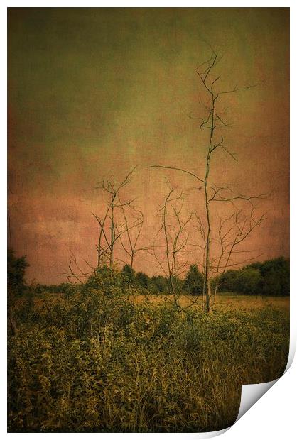 Lost in the meadow Print by Piotr Tyminski