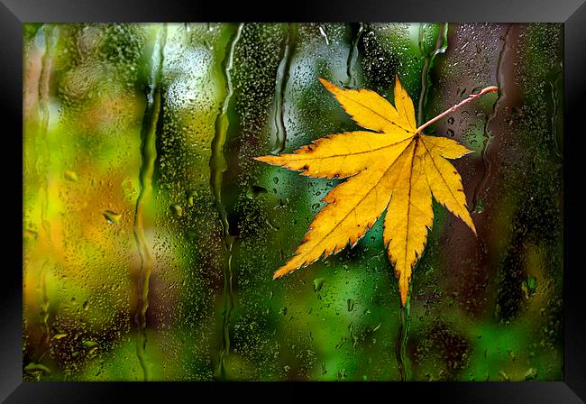 Fallen Leaf on Window Framed Print by Dave Carroll