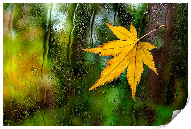Fallen Leaf on Window Print by Dave Carroll