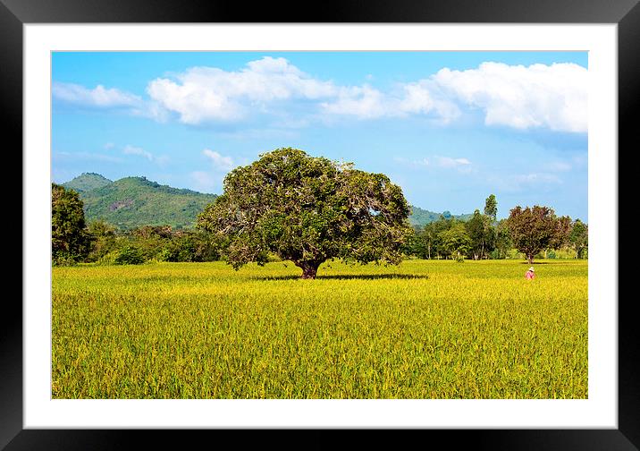 Cambodian Farmer Gathering Rice Framed Mounted Print by Dave Carroll