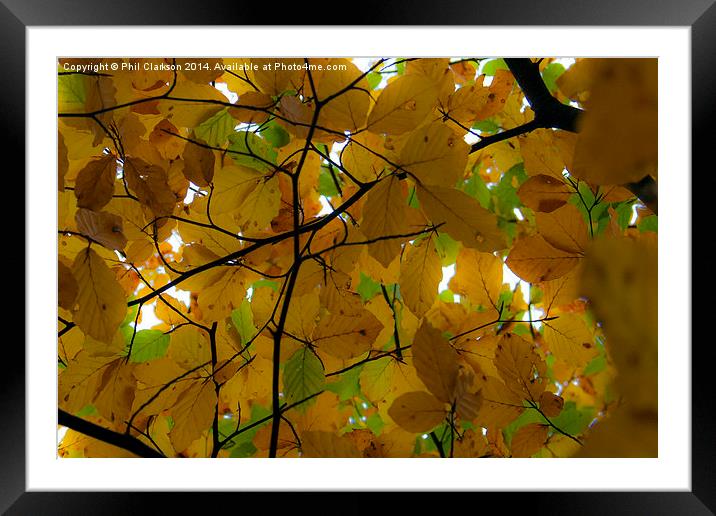  Autumn Leaves Framed Mounted Print by Phil Clarkson