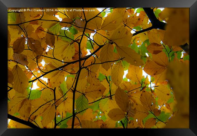  Autumn Leaves Framed Print by Phil Clarkson