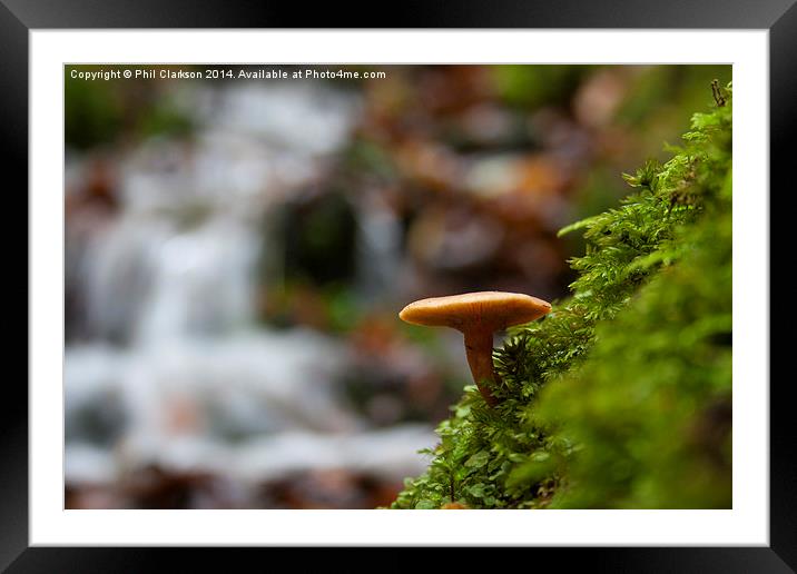Lone Mushroom Framed Mounted Print by Phil Clarkson
