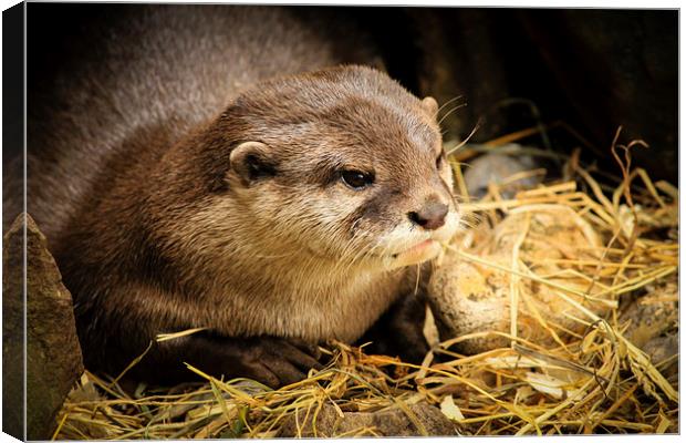  Otter close up Canvas Print by Matthew Silver