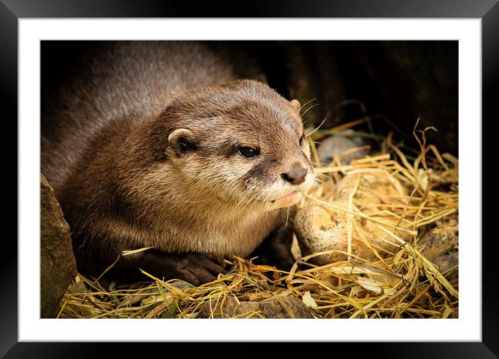  Otter close up Framed Mounted Print by Matthew Silver