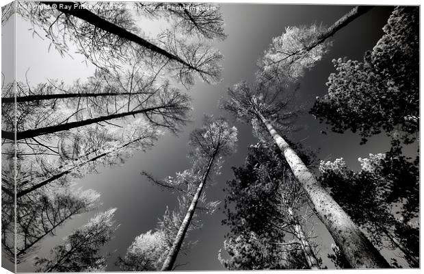 Looking Up Canvas Print by Ray Pritchard