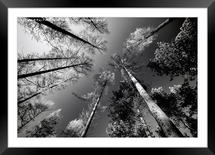 Looking Up Framed Mounted Print by Ray Pritchard