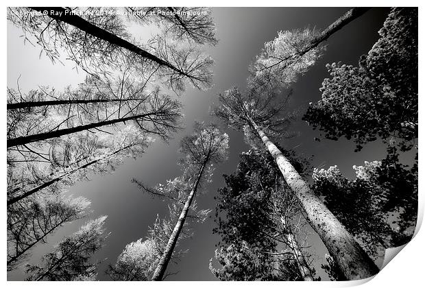 Looking Up Print by Ray Pritchard