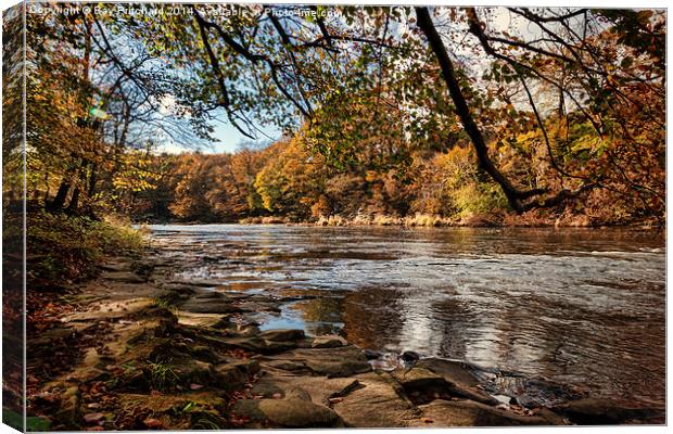  Autumn on the River Wear Canvas Print by Ray Pritchard