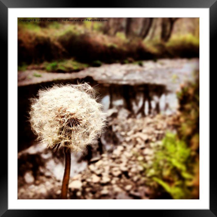  Dandelion in the woods Framed Mounted Print by Lydia Tapscott