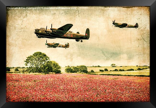 Battle of Britain Memorial Flight Over Poppies Framed Print by Ray Pritchard