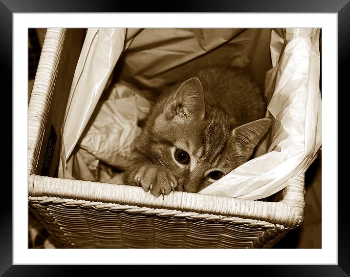Tritone Cat in a Basket  Framed Mounted Print by james balzano, jr.