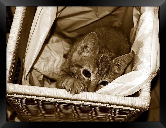 Tritone Cat in a Basket  Framed Print by james balzano, jr.