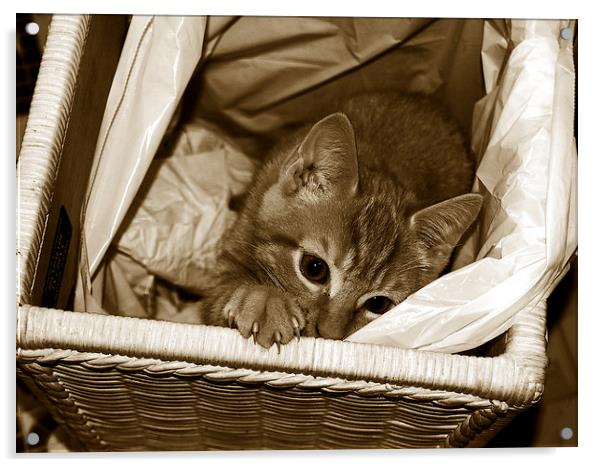 Tritone Cat in a Basket  Acrylic by james balzano, jr.
