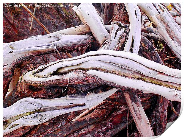  Driftwood Print by Paul Williams