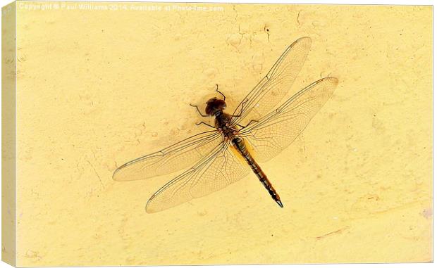  Dragonfly on Yellow Wall Canvas Print by Paul Williams