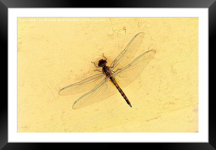  Dragonfly on Yellow Wall Framed Mounted Print by Paul Williams