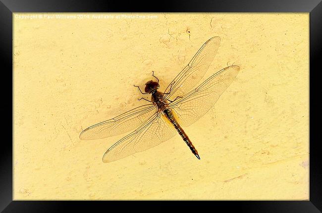  Dragonfly on Yellow Wall Framed Print by Paul Williams