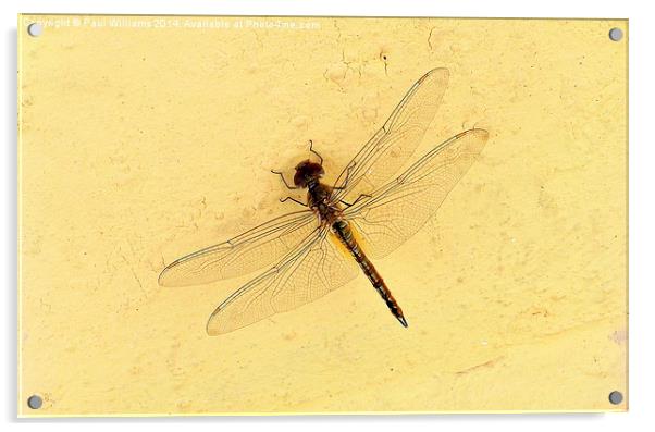  Dragonfly on Yellow Wall Acrylic by Paul Williams
