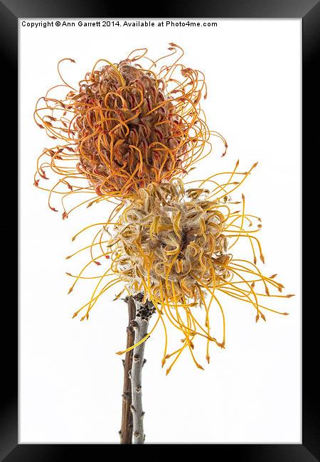 Pincushion Protea Framed Print by Ann Garrett