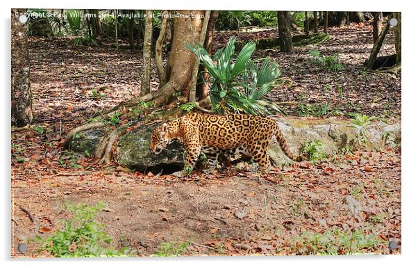 Jaguar Acrylic by Paul Williams