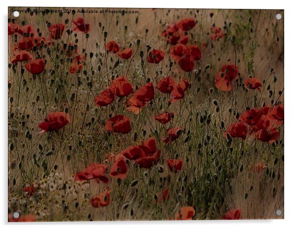 poppy field without planes Acrylic by Jo Beerens