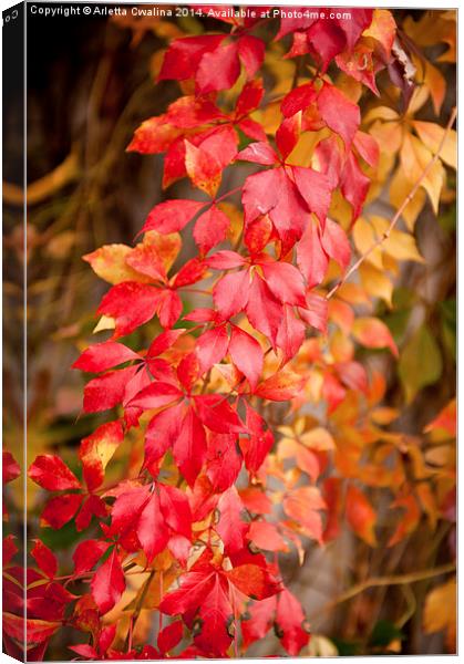 Vitaceae family red plant, autumn colors Canvas Print by Arletta Cwalina
